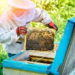 Bees and Investing: A Side-by-Side Comparison